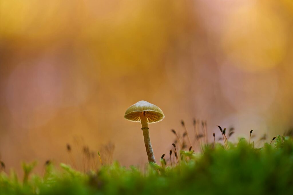 macro shot of mushroom with soft autumn colors